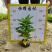 【海南洒金洒金珊瑚洒金变叶木】各种规格欢迎合作详谈