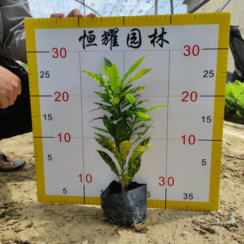【海南洒金洒金珊瑚洒金变叶木】各种规格欢迎合作详谈