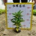 【海南洒金洒金珊瑚洒金变叶木】各种规格欢迎合作详谈