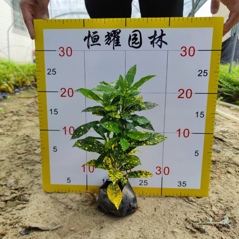 【海南洒金洒金珊瑚洒金变叶木】各种规格欢迎合作详谈