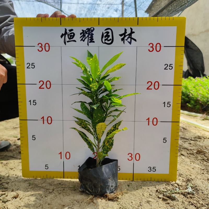 【海南洒金洒金珊瑚洒金变叶木】各种规格欢迎合作详谈