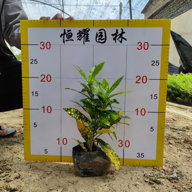 【海南洒金洒金珊瑚洒金变叶木】各种规格欢迎合作详谈