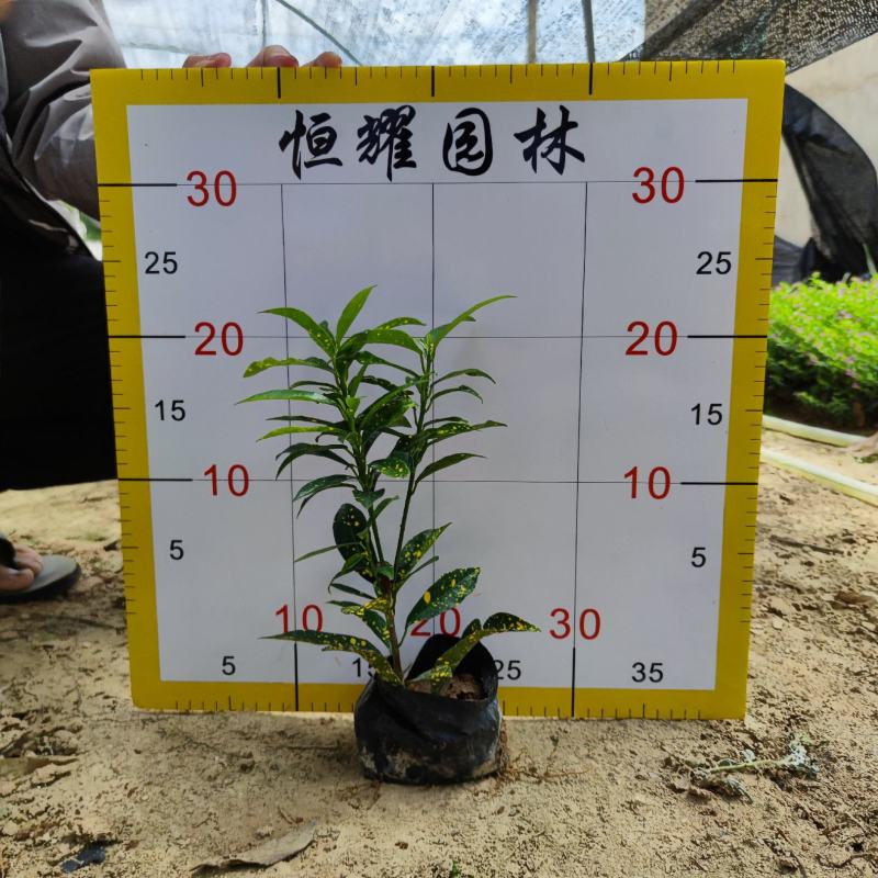【海南洒金洒金珊瑚洒金变叶木】各种规格欢迎合作详谈