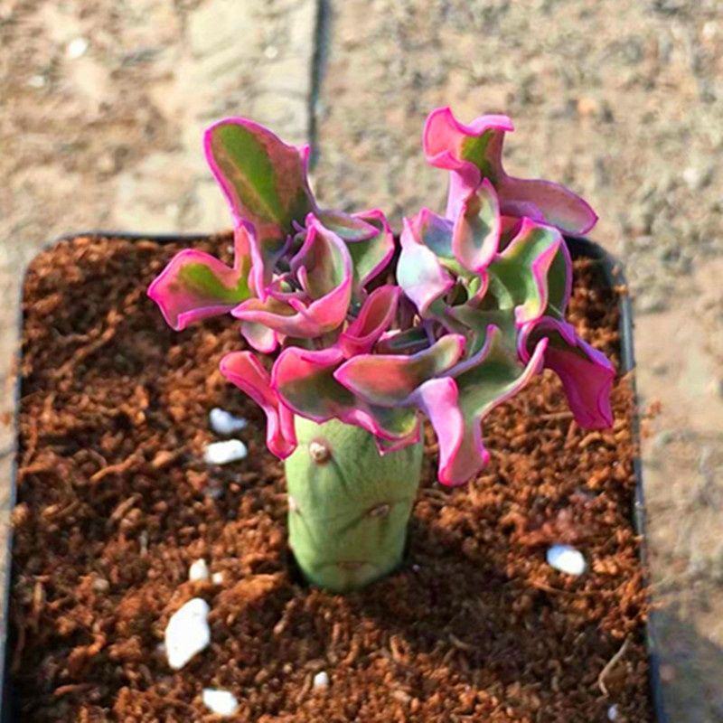 仙人笔七宝树锦多肉植物稀有品种罕见贵货精品盆栽花卉绿植