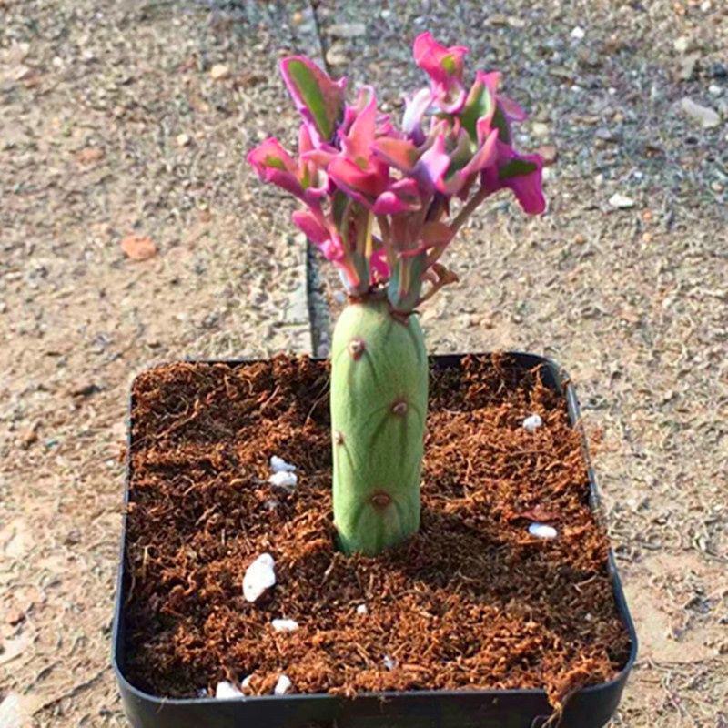 仙人笔七宝树锦多肉植物稀有品种罕见贵货精品盆栽花卉绿植