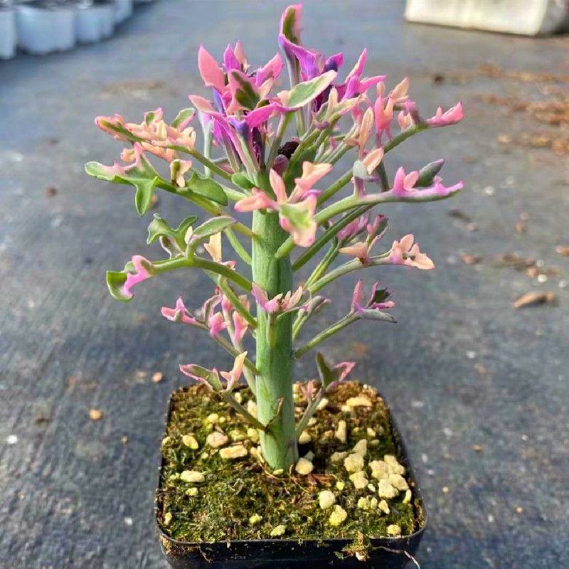 仙人笔七宝树锦多肉植物稀有品种罕见贵货精品盆栽花卉绿植