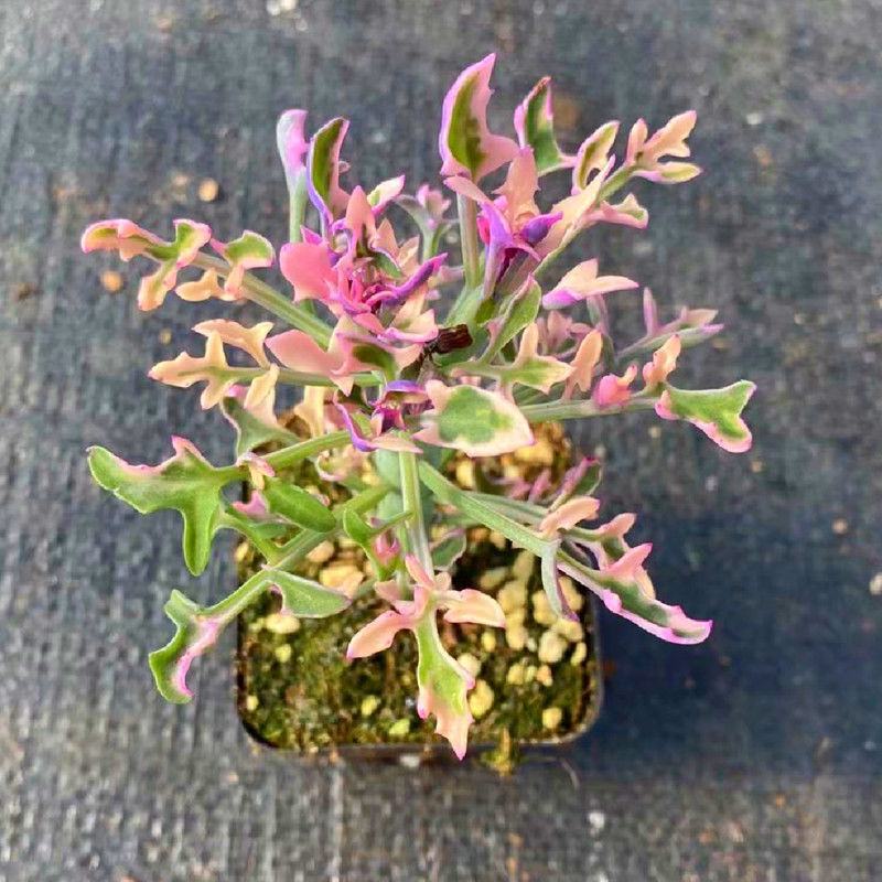 仙人笔七宝树锦多肉植物稀有品种罕见贵货精品盆栽花卉绿植