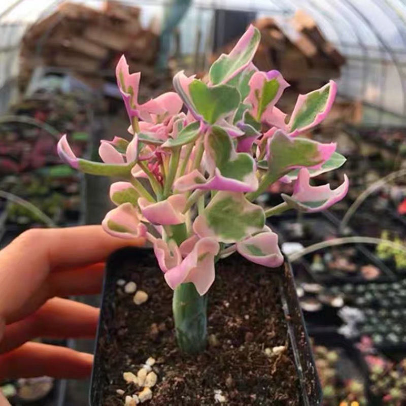 仙人笔七宝树锦多肉植物稀有品种罕见贵货精品盆栽花卉绿植