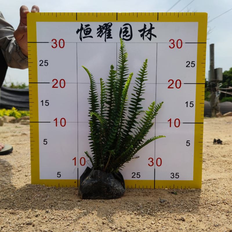【肾蕨排骨草蜈蚣草】各种规格欢迎咨询详谈