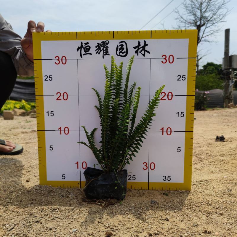 【肾蕨排骨草蜈蚣草】各种规格欢迎咨询详谈