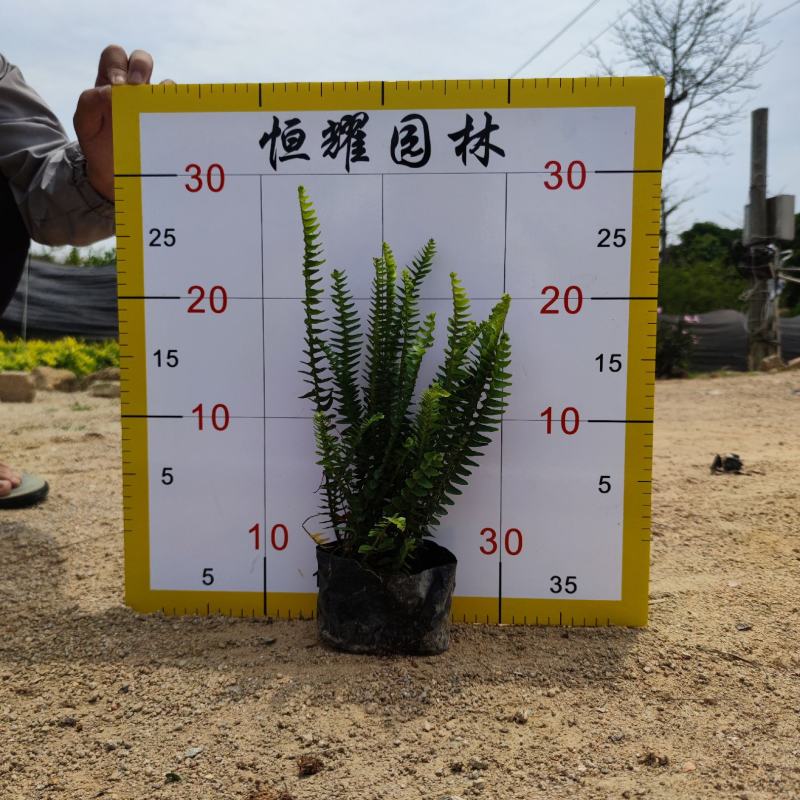 【肾蕨排骨草蜈蚣草】各种规格欢迎咨询详谈