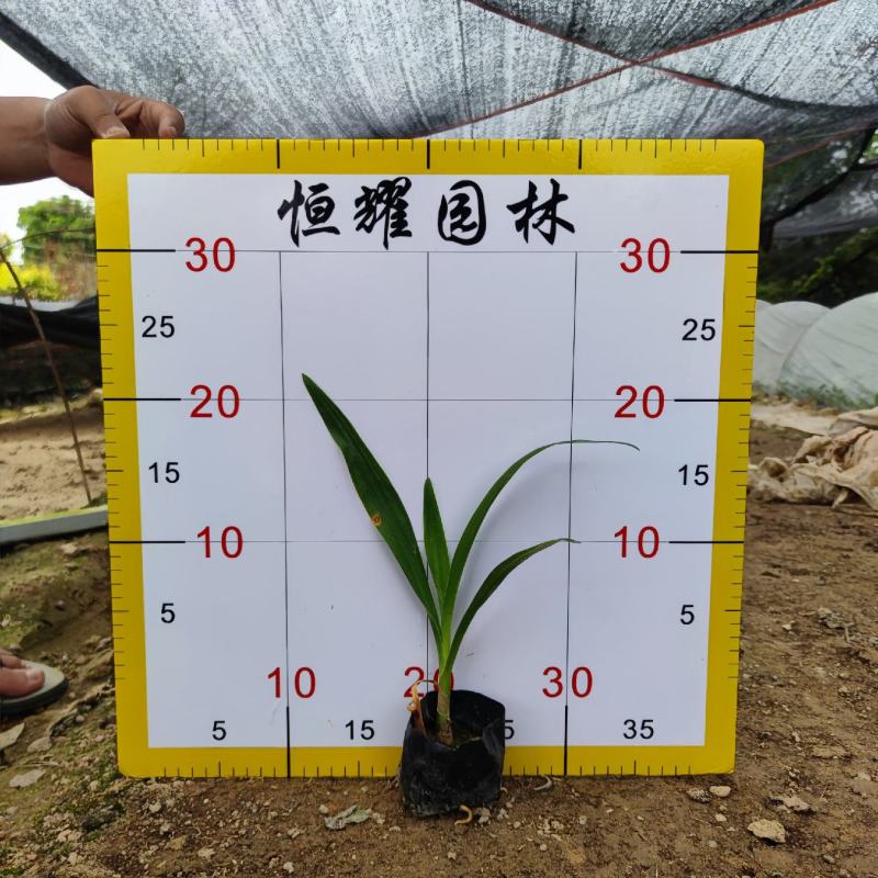 【文珠兰罗裙带海焦】5斤袋欢迎合作详谈
