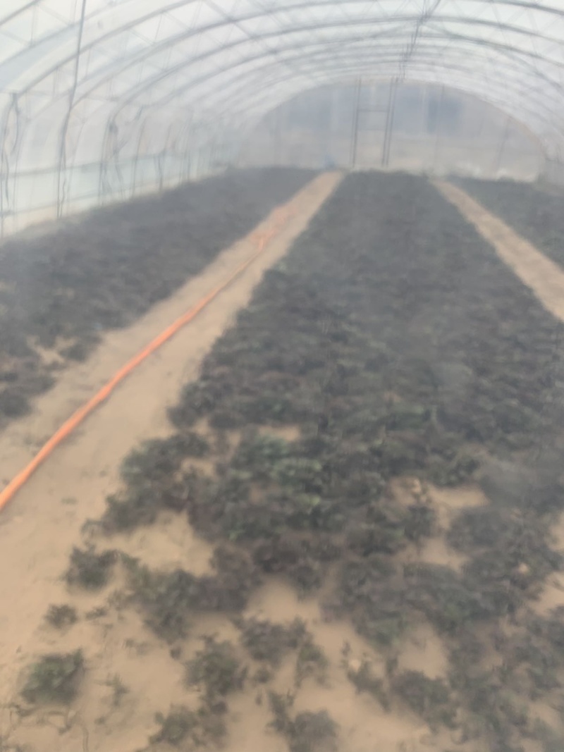 提前预售红薯苗早丰甜甜香玛莎西瓜红