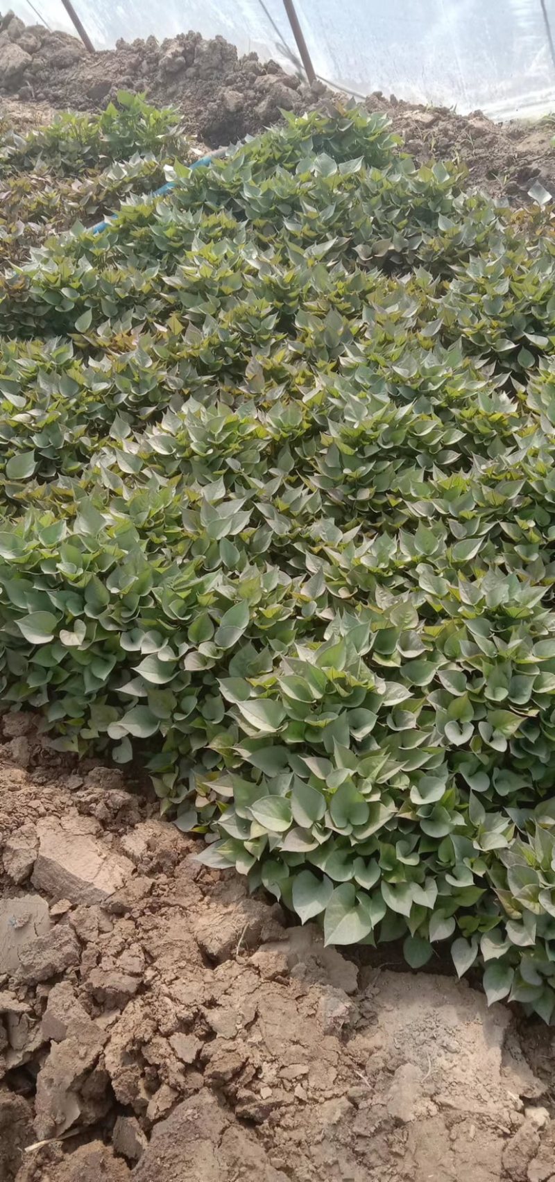提前预售红薯苗早丰甜甜香玛莎西瓜红