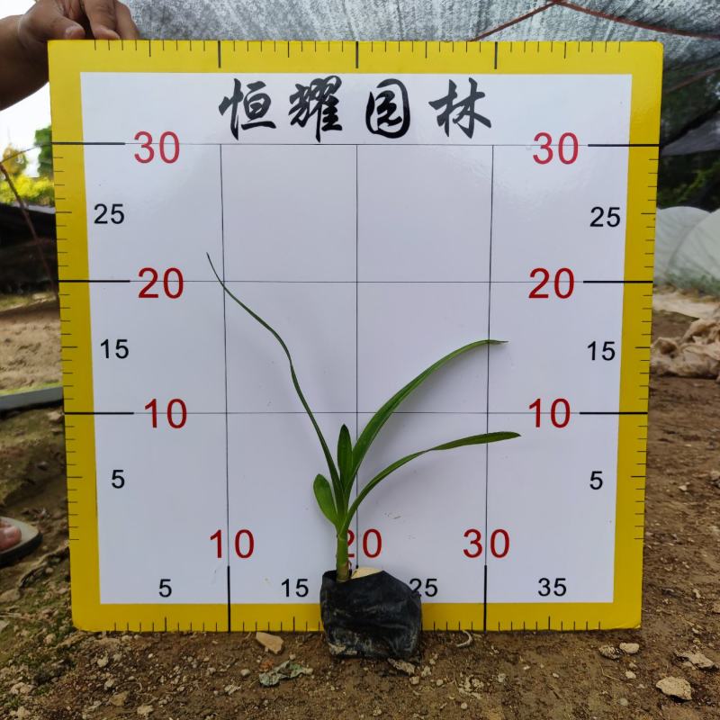 【文珠兰罗裙带海焦】5斤袋欢迎合作详谈