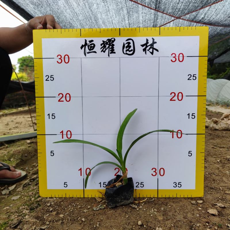 【文珠兰罗裙带海焦】5斤袋欢迎合作详谈