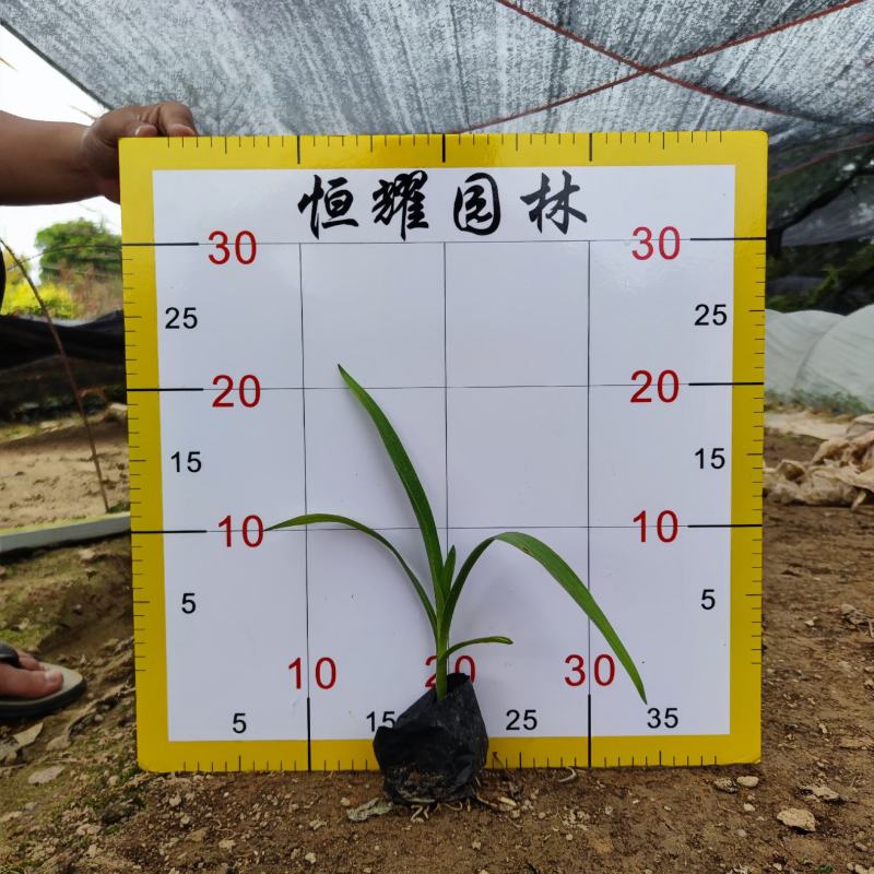 【文珠兰罗裙带海焦】5斤袋欢迎合作详谈