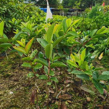 台湾番石榴苗，珍珠番石榴苗