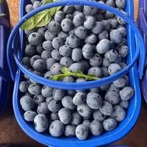 高原蓝莓可发全国