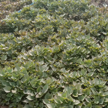 提前预售红薯苗早丰甜甜香玛莎西瓜红