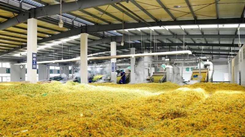 湘蕾五号金银花苗高产易采摘，包品种，包技术，包回收。