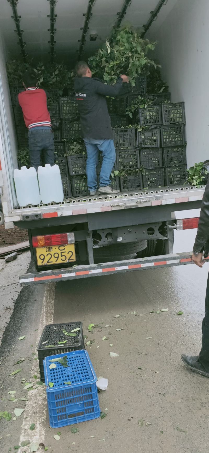 湘蕾五号金银花苗高产易采摘，包品种，包技术，包回收。