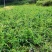 湘蕾五号金银花苗高产易采摘,包品种,包技术,包回收。
