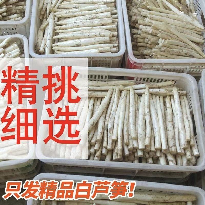 山东特产鲜嫩白芦笋，新鲜现挖头茬农家自种特级精品芦笋批发