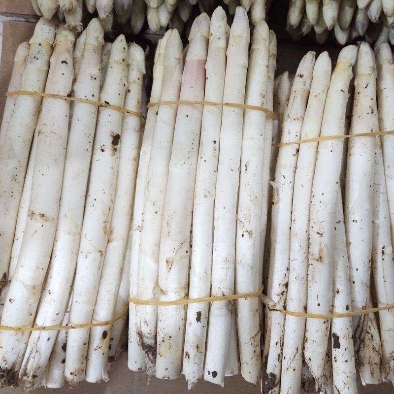 山东特产鲜嫩白芦笋，新鲜现挖头茬农家自种特级精品芦笋批发