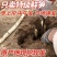 山东特产鲜嫩白芦笋，新鲜现挖头茬农家自种特级精品芦笋批发