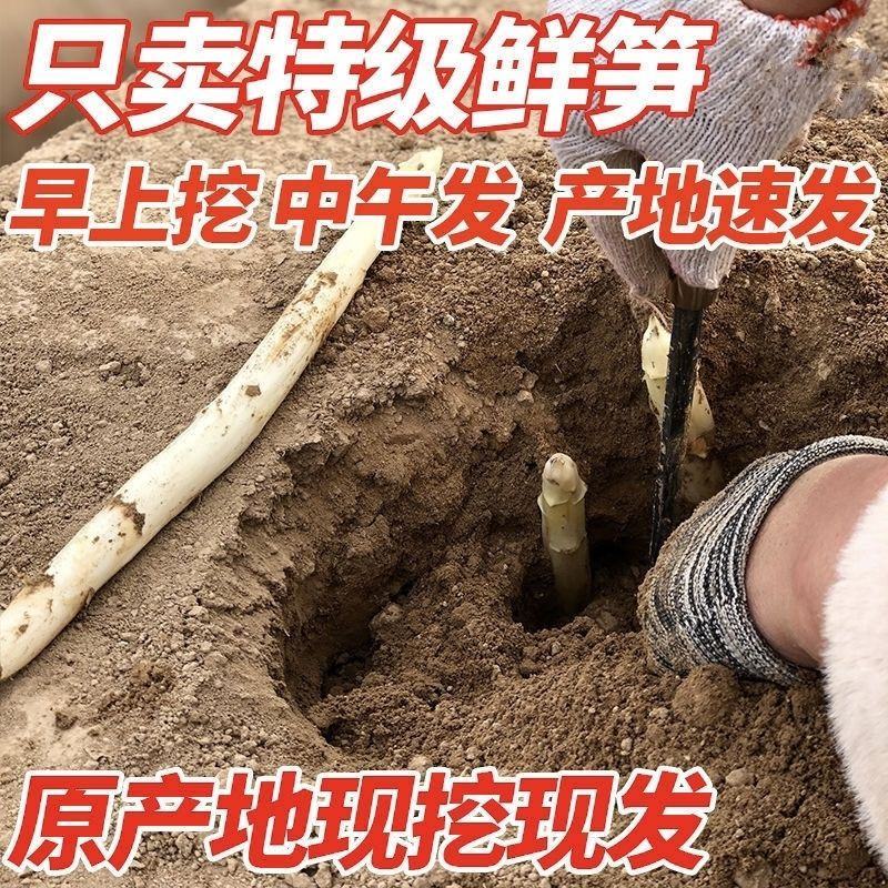 山东特产鲜嫩白芦笋，新鲜现挖头茬农家自种特级精品芦笋批发