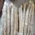 山东特产鲜嫩白芦笋，新鲜现挖头茬农家自种特级精品芦笋批发