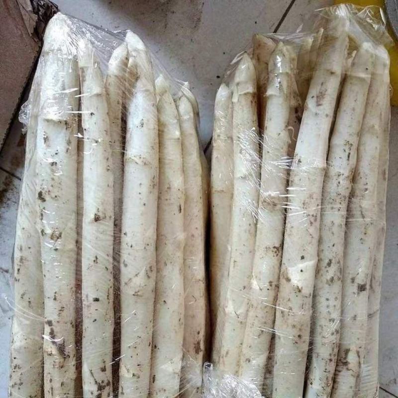 山东特产鲜嫩白芦笋，新鲜现挖头茬农家自种特级精品芦笋批发