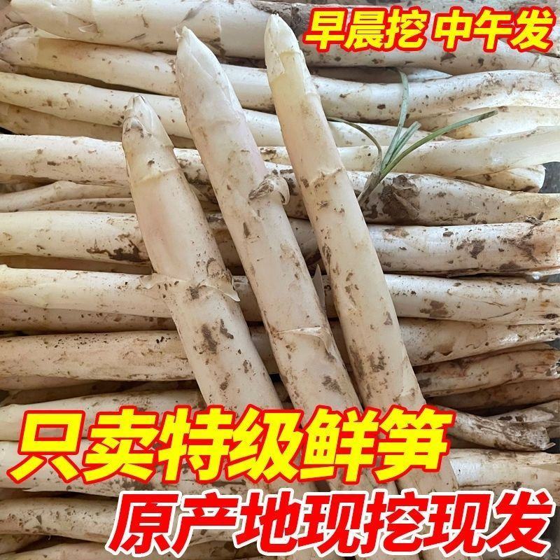 山东特产鲜嫩白芦笋，新鲜现挖头茬农家自种特级精品芦笋批发