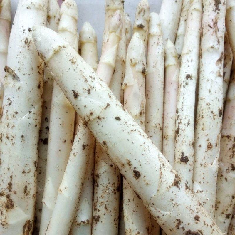 山东特产鲜嫩白芦笋，新鲜现挖头茬农家自种特级精品芦笋批发