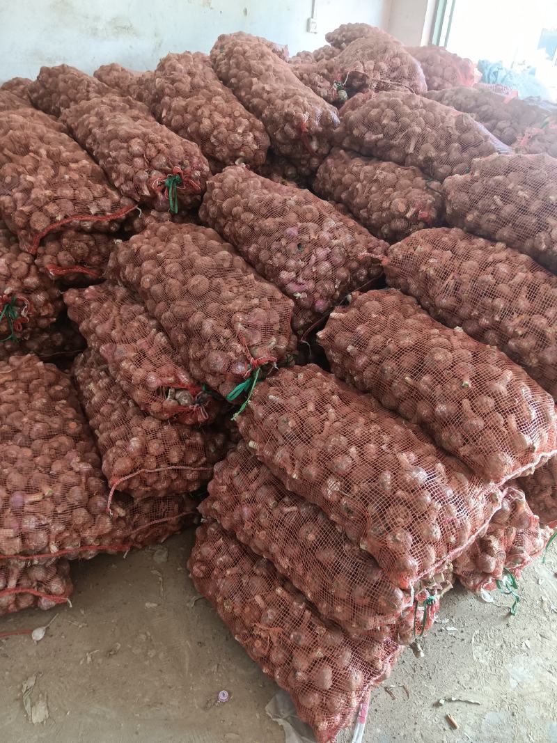淮阳鲜蒜，毛蒜，土蒜，大量供应，物美价廉