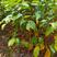 黑橄榄直升苗，嫁接工艺榄，黑橄榄专用！地径1到1.5公分