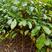 黑橄榄直升苗，嫁接工艺榄，黑橄榄专用！地径1到1.5公分