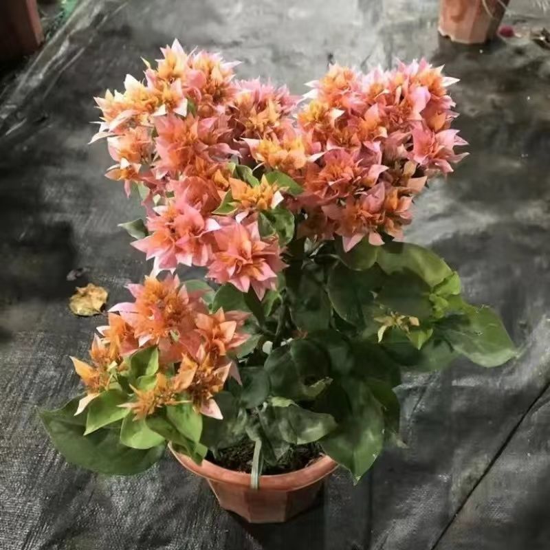 三角梅重瓣单瓣带花发货四季开花室外可养爬藤植物盆栽花卉