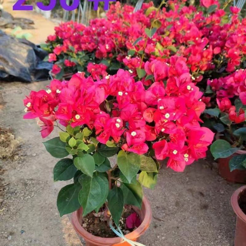 三角梅重瓣单瓣带花发货四季开花室外可养爬藤植物盆栽花卉