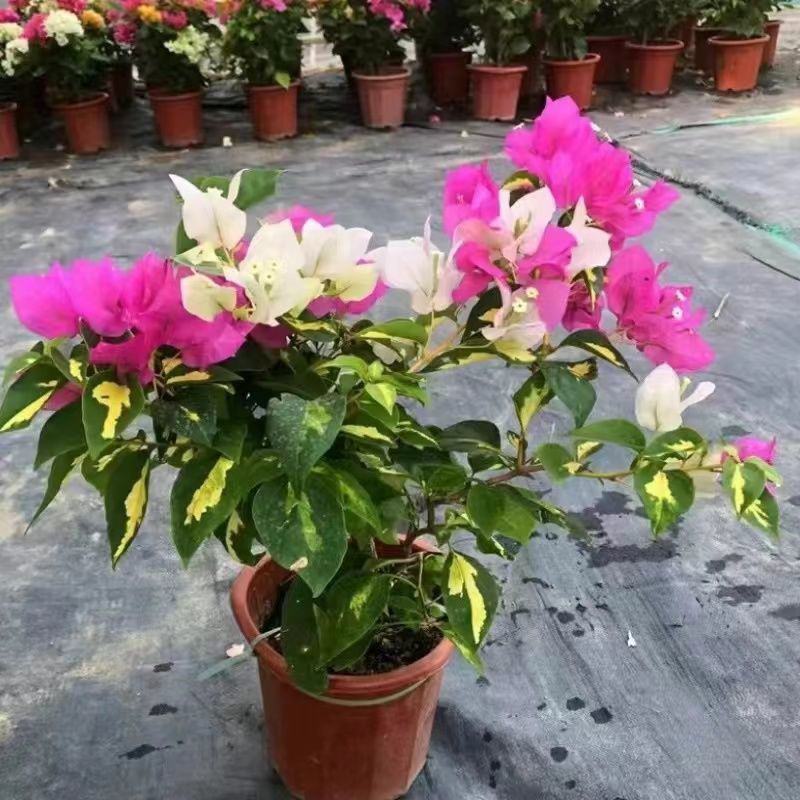三角梅重瓣单瓣带花发货四季开花室外可养爬藤植物盆栽花卉