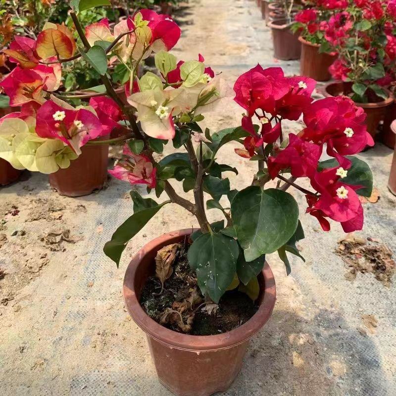 三角梅重瓣单瓣带花发货四季开花室外可养爬藤植物盆栽花卉
