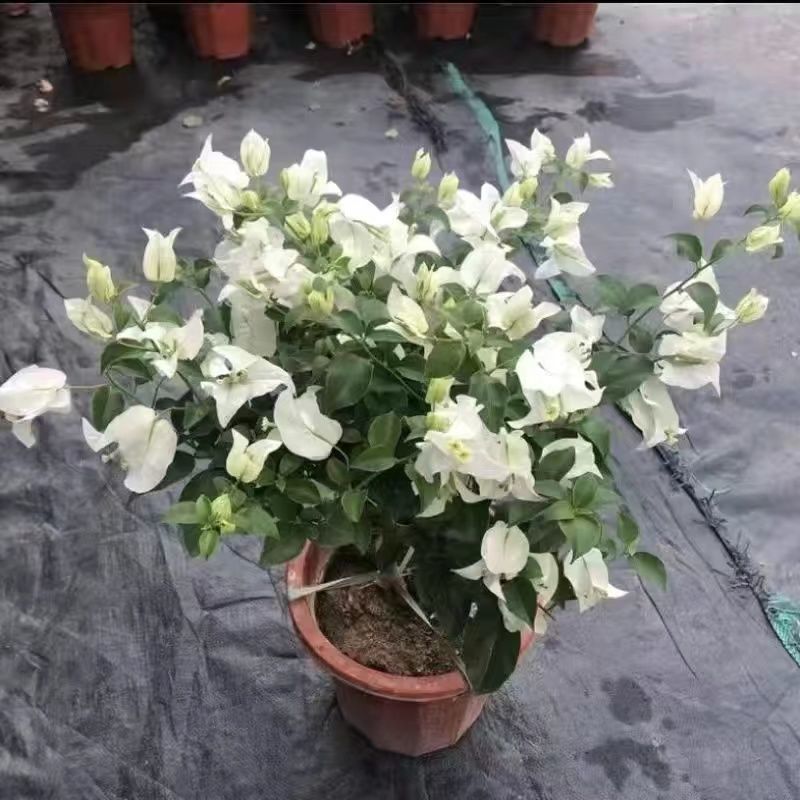 三角梅重瓣单瓣带花发货四季开花室外可养爬藤植物盆栽花卉