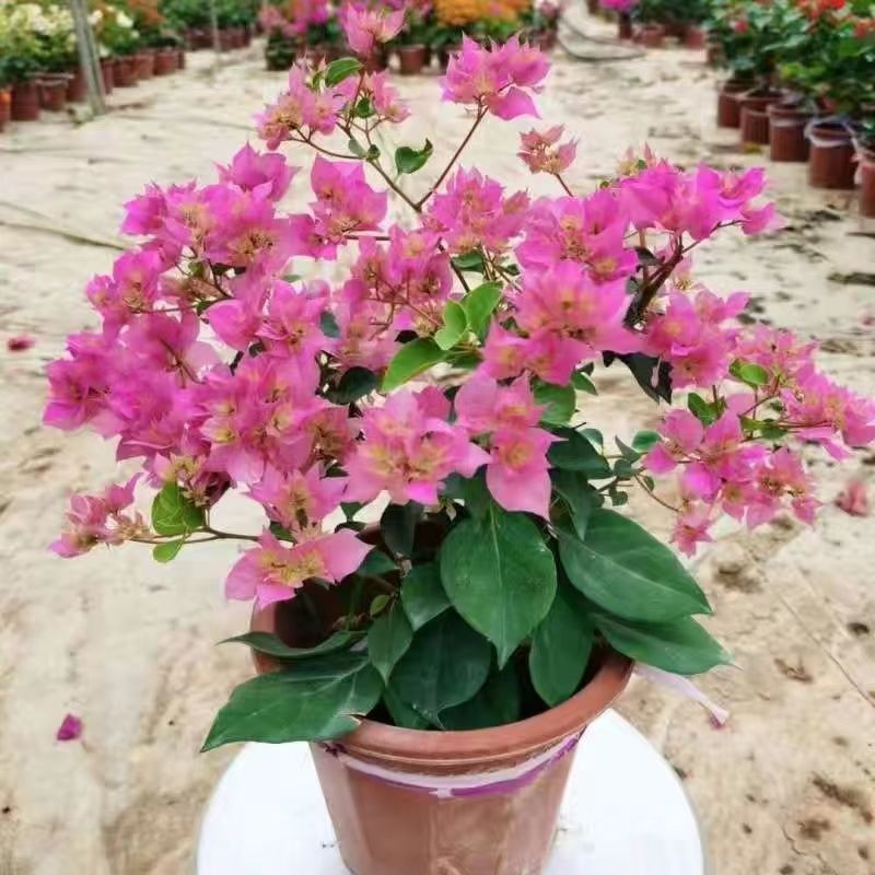 三角梅重瓣单瓣带花发货四季开花室外可养爬藤植物盆栽花卉