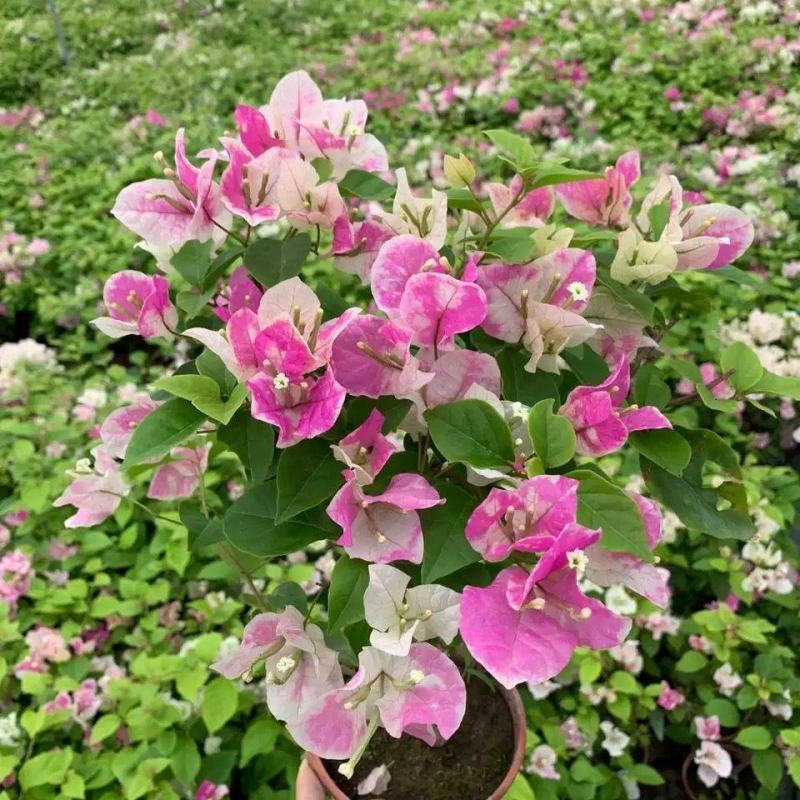 三角梅重瓣单瓣带花发货四季开花室外可养爬藤植物盆栽花卉