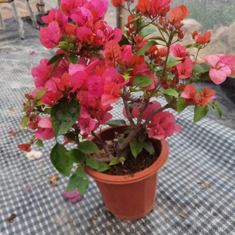 三角梅重瓣单瓣带花发货四季开花室外可养爬藤植物盆栽花卉
