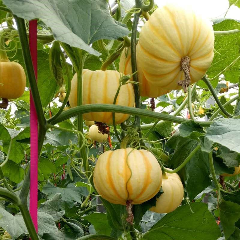 山东新鲜太阳果，寿光基地种植小金瓜，3-8两菊瓜