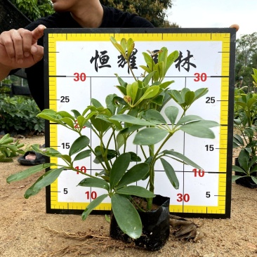 【鸭脚木鹅掌柴鹅掌木】各种规格欢迎咨询详谈
