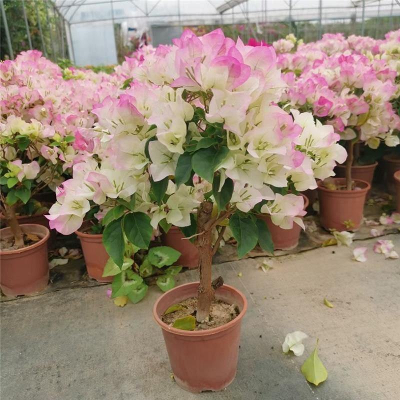 三角梅重瓣单瓣带花发货四季开花室外可养爬藤植物盆栽花卉
