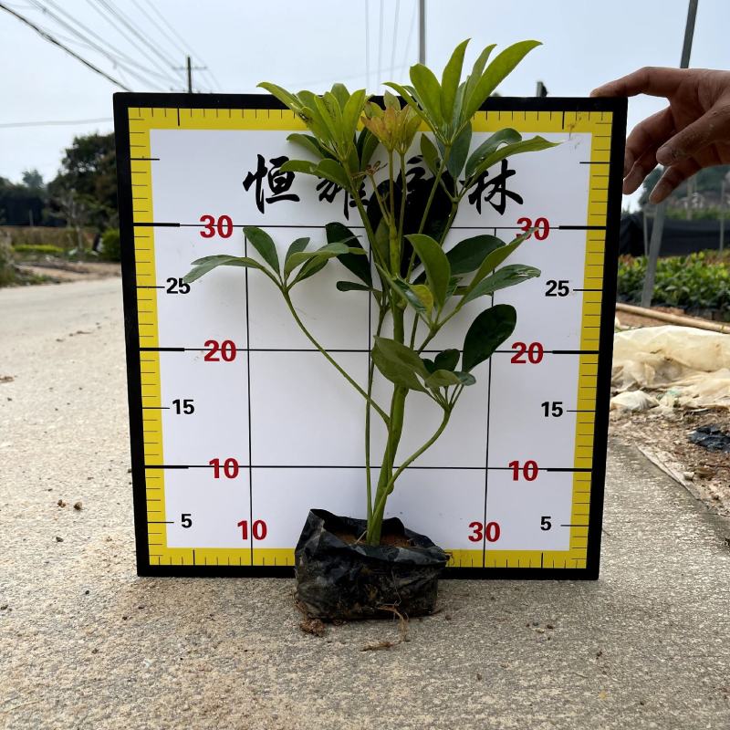 【鸭脚木鹅掌柴鹅掌木】各种规格欢迎咨询详谈